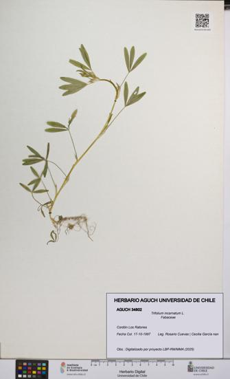 Trifolium incarnatum [Espécimen: UCH:AGUCH:0034802]