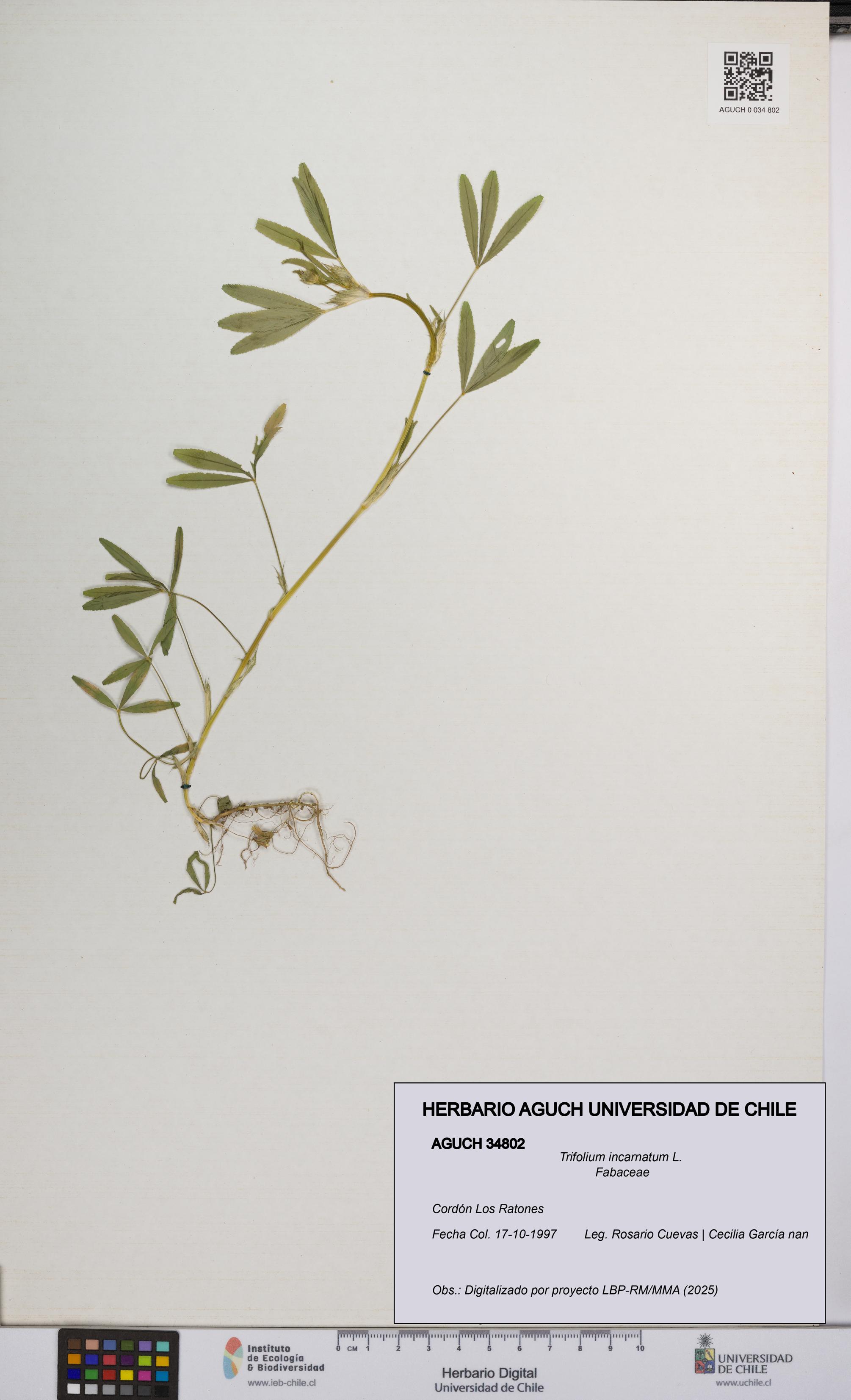 Trifolium incarnatum [Espécimen: UCH:AGUCH:0034802]