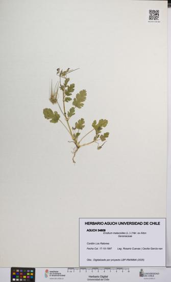 Erodium malacoides [Espécimen: UCH:AGUCH:0034809]
