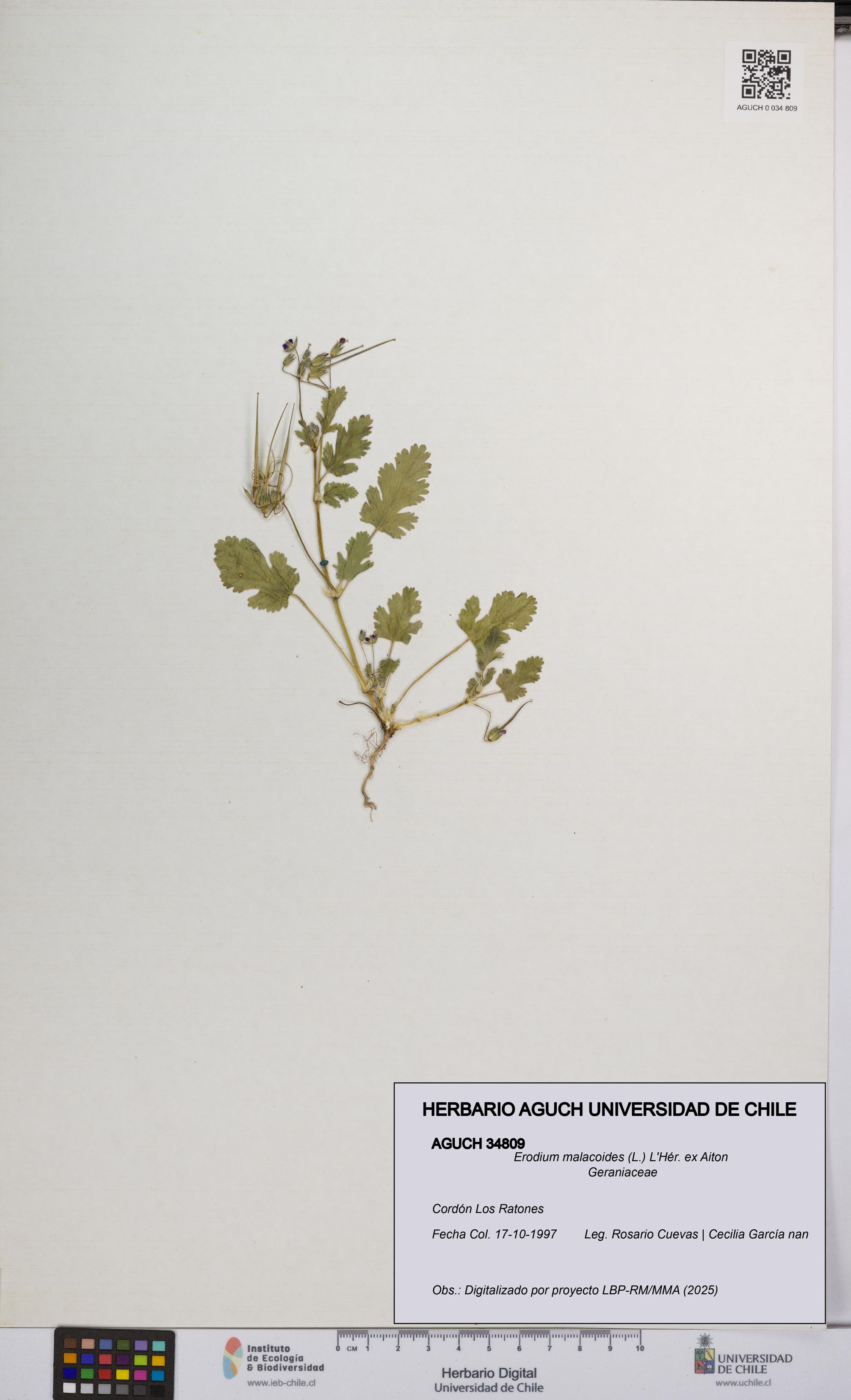 Erodium malacoides [Espécimen: UCH:AGUCH:0034809]