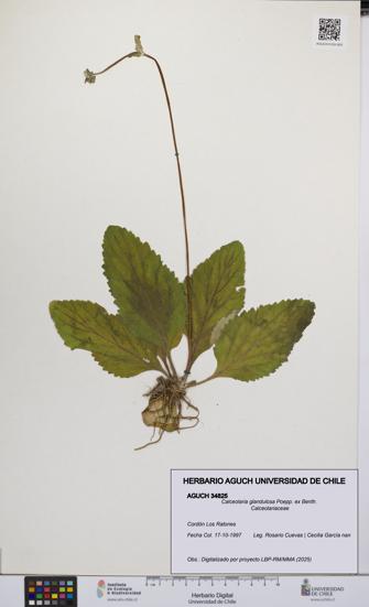 Calceolaria glandulosa [Espécimen: UCH:AGUCH:0034825]