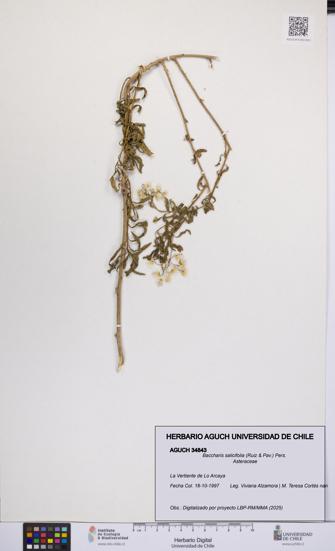 Baccharis salicifolia [Espécimen: UCH:AGUCH:0034843]