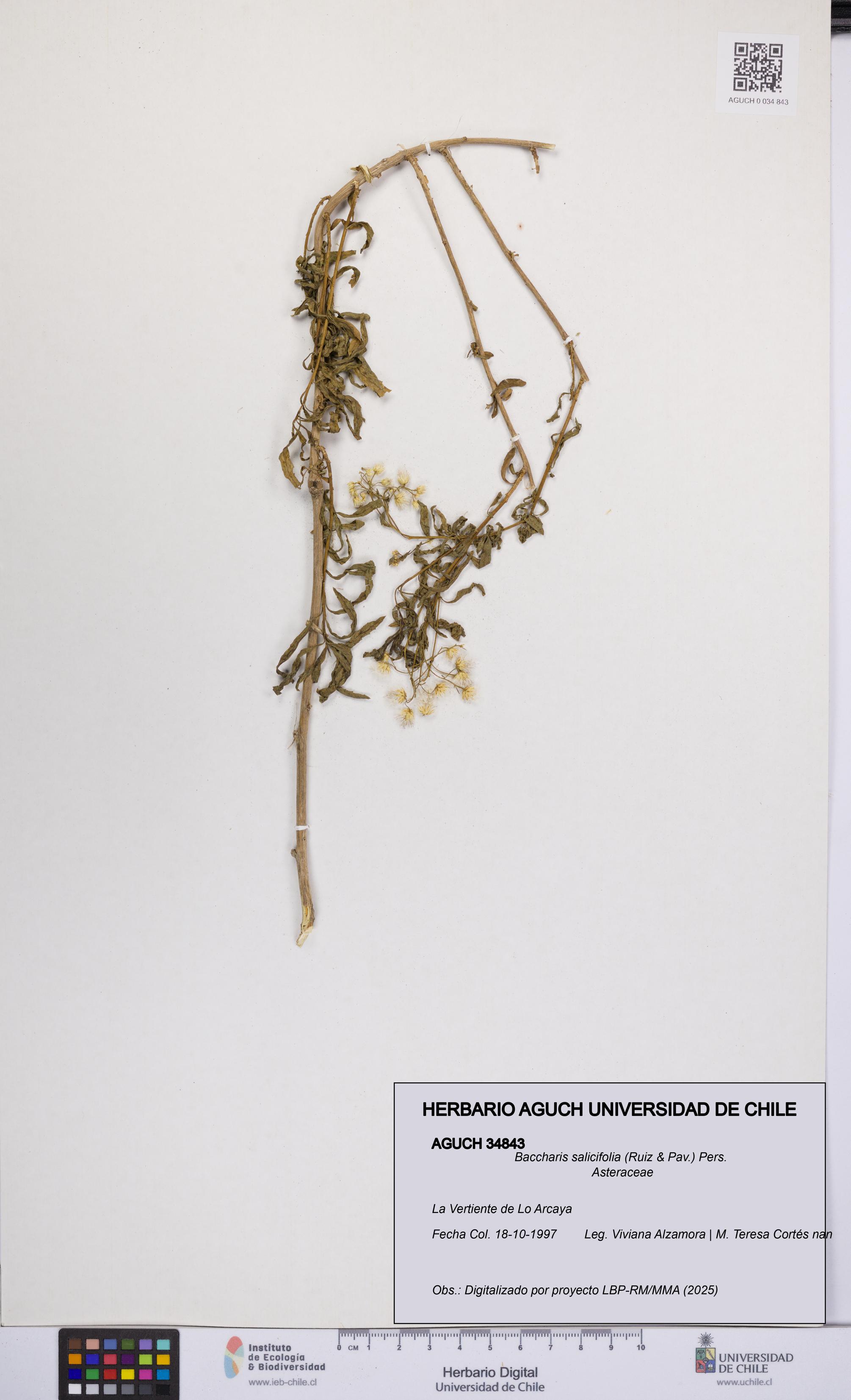 Baccharis salicifolia [Espécimen: UCH:AGUCH:0034843]