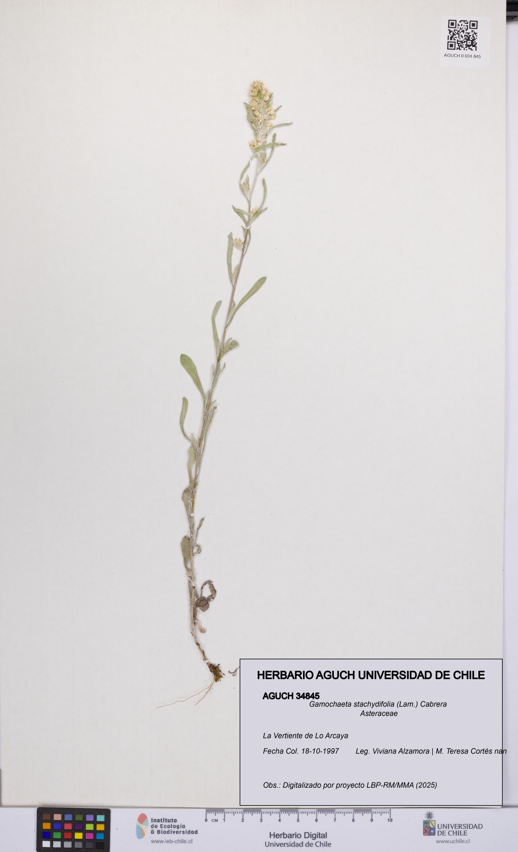 Gamochaeta stachydifolia [Espécimen: UCH:AGUCH:0034845]