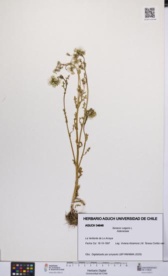 Senecio vulgaris [Espécimen: UCH:AGUCH:0034846]