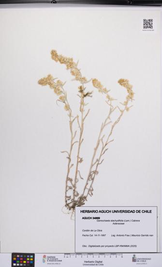 Gamochaeta stachydifolia [Espécimen: UCH:AGUCH:0034869]