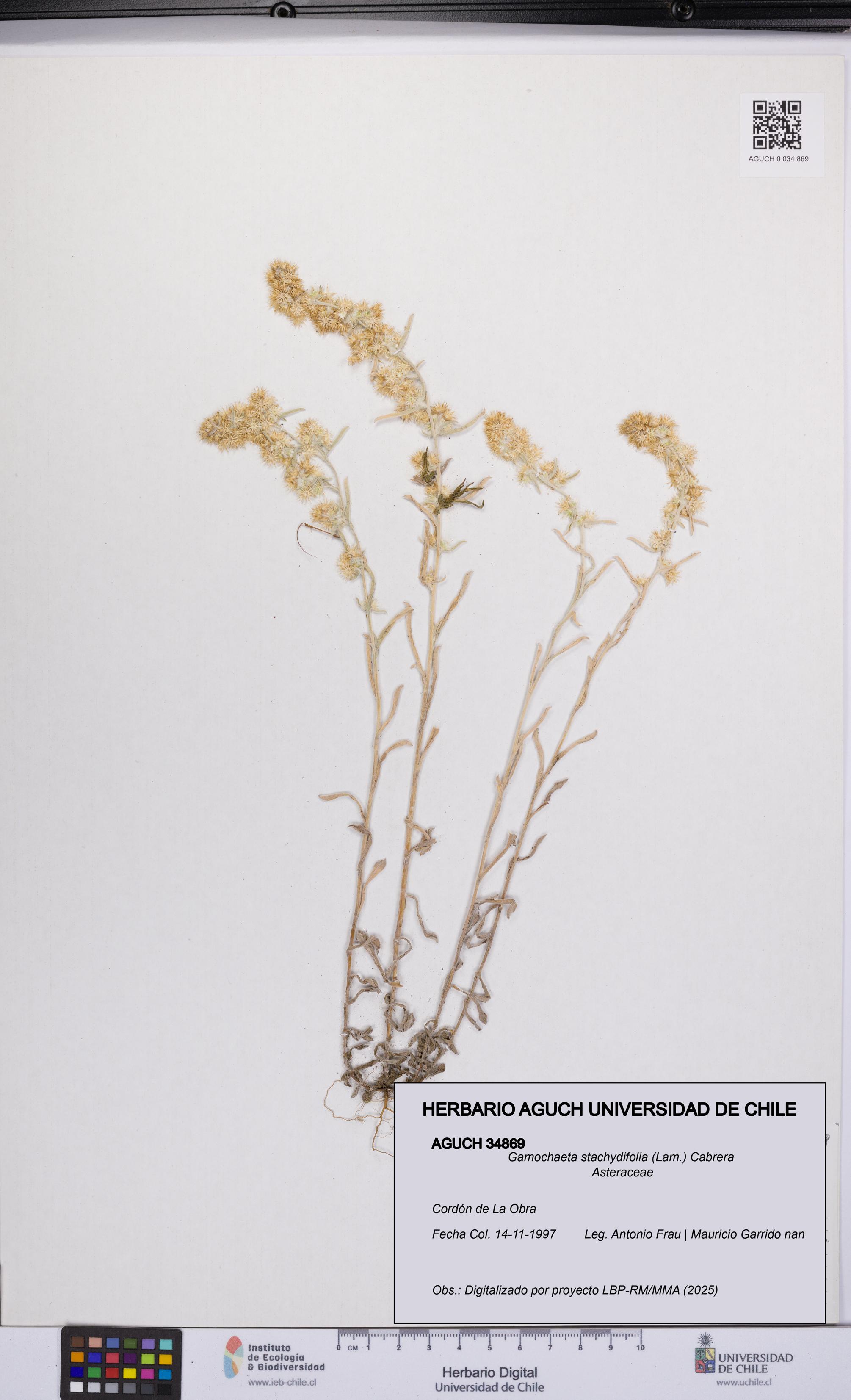 Gamochaeta stachydifolia [Espécimen: UCH:AGUCH:0034869]