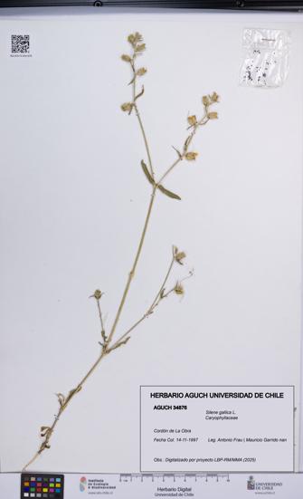 Silene gallica [Espécimen: UCH:AGUCH:0034876]