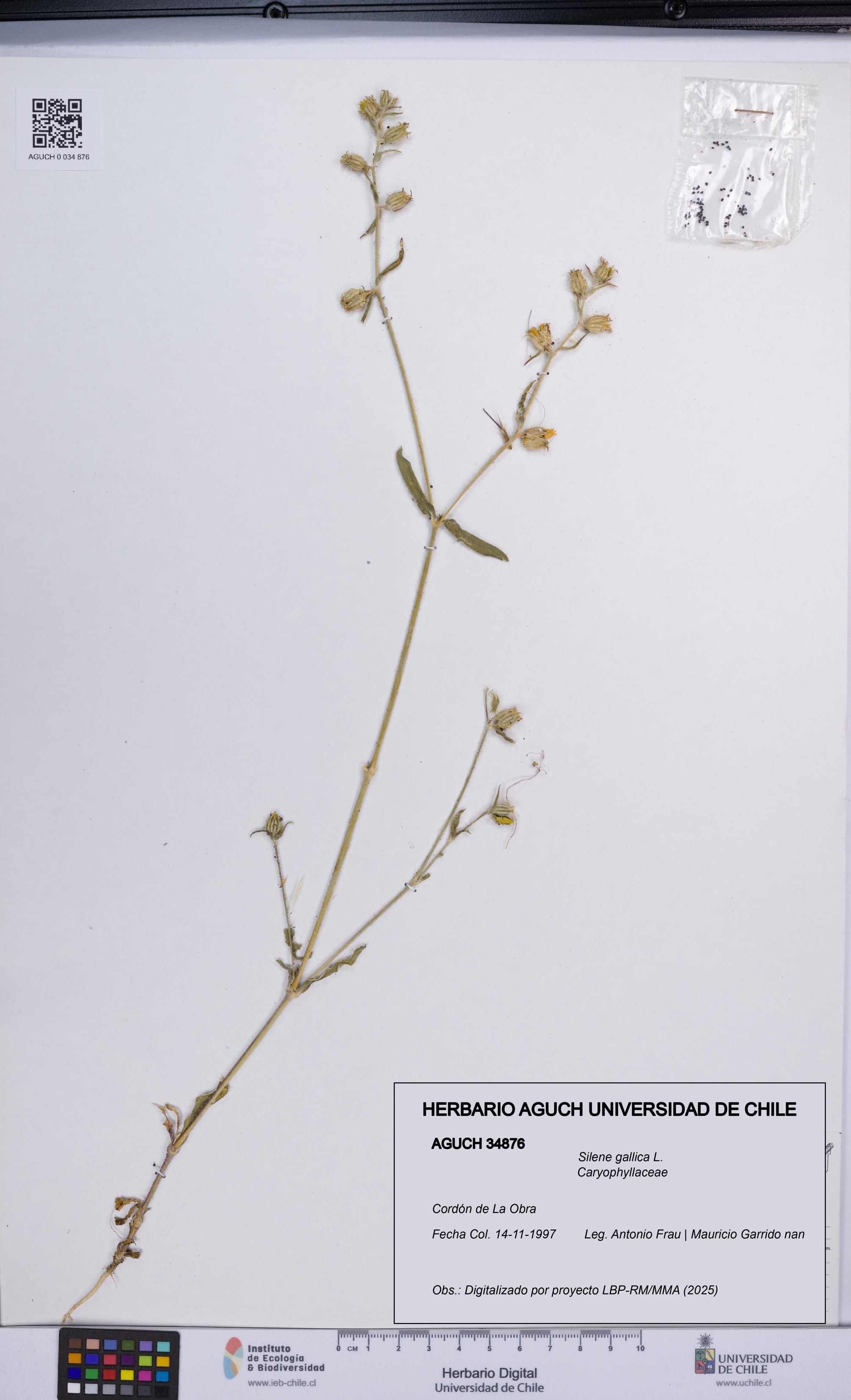 Silene gallica [Espécimen: UCH:AGUCH:0034876]