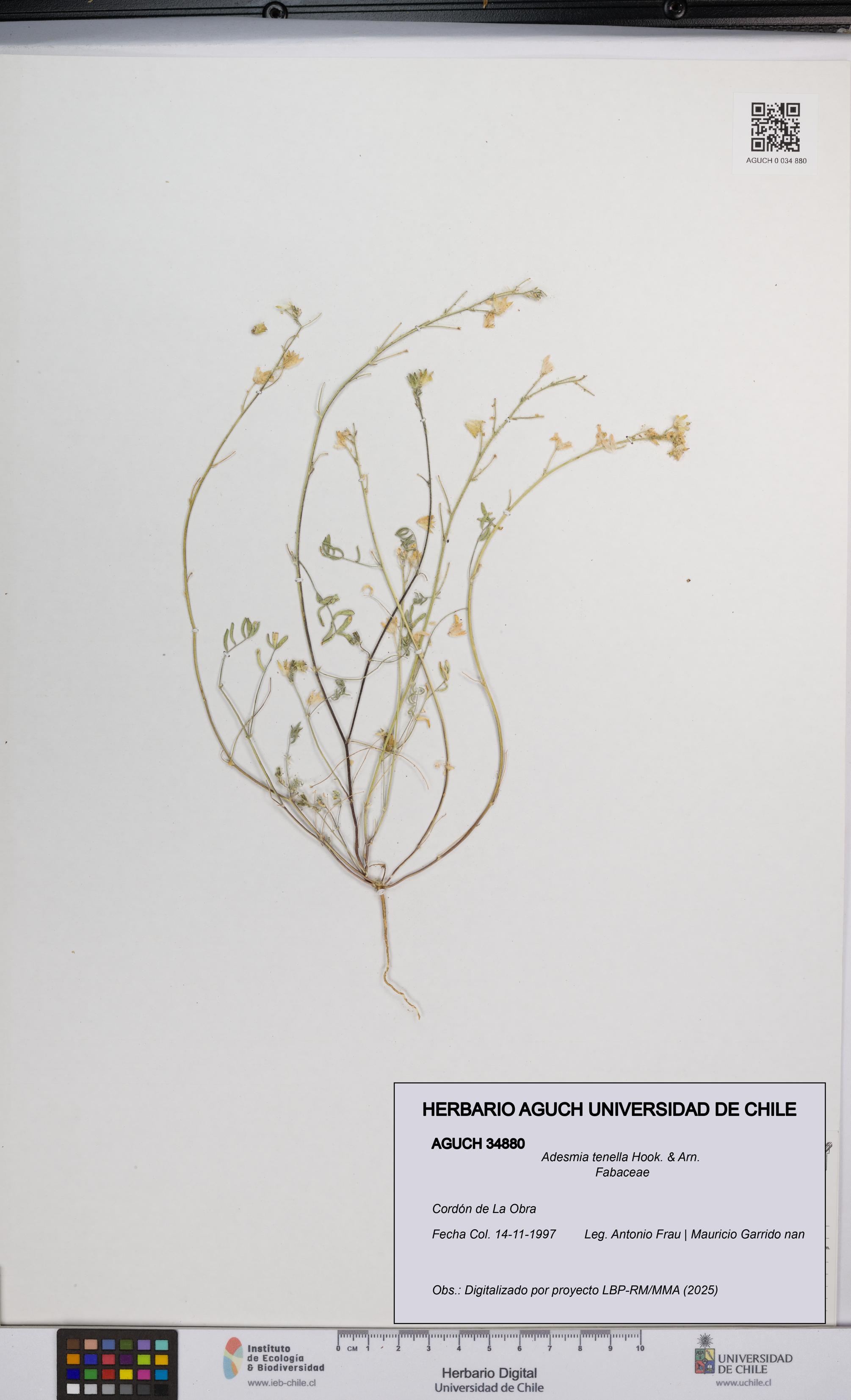 Adesmia tenella [Espécimen: UCH:AGUCH:0034880]