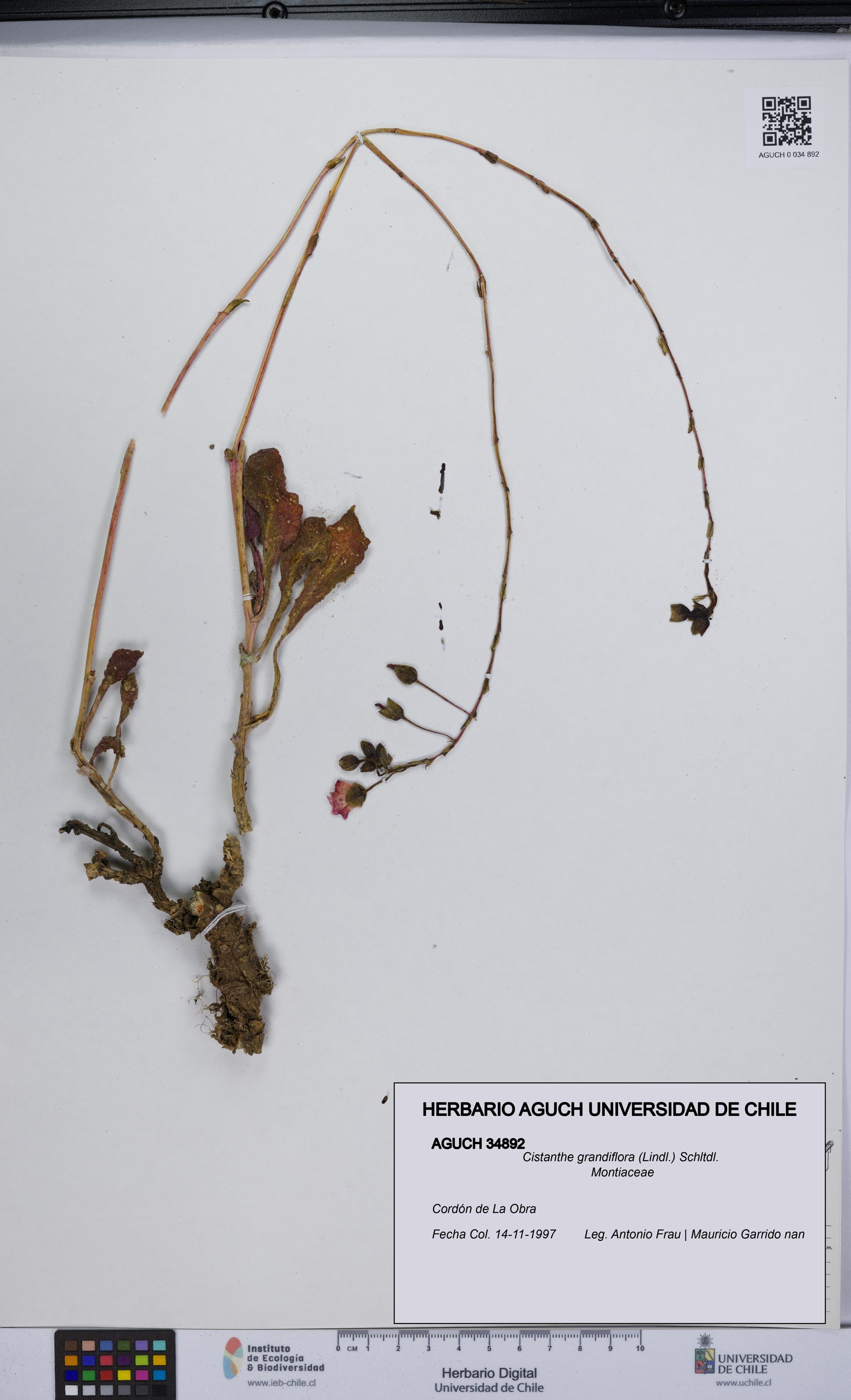 Cistanthe grandiflora [Espécimen: UCH:AGUCH:0034892]