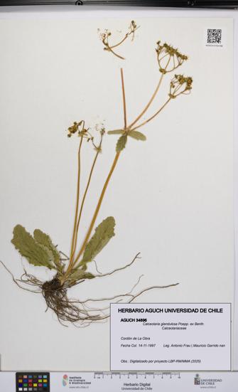 Calceolaria glandulosa [Espécimen: UCH:AGUCH:0034896]