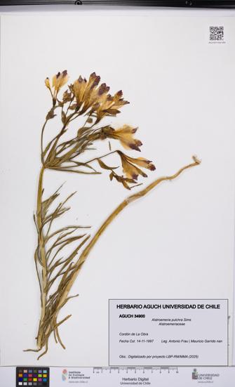 Alstroemeria pulchra [Espécimen: UCH:AGUCH:0034900]