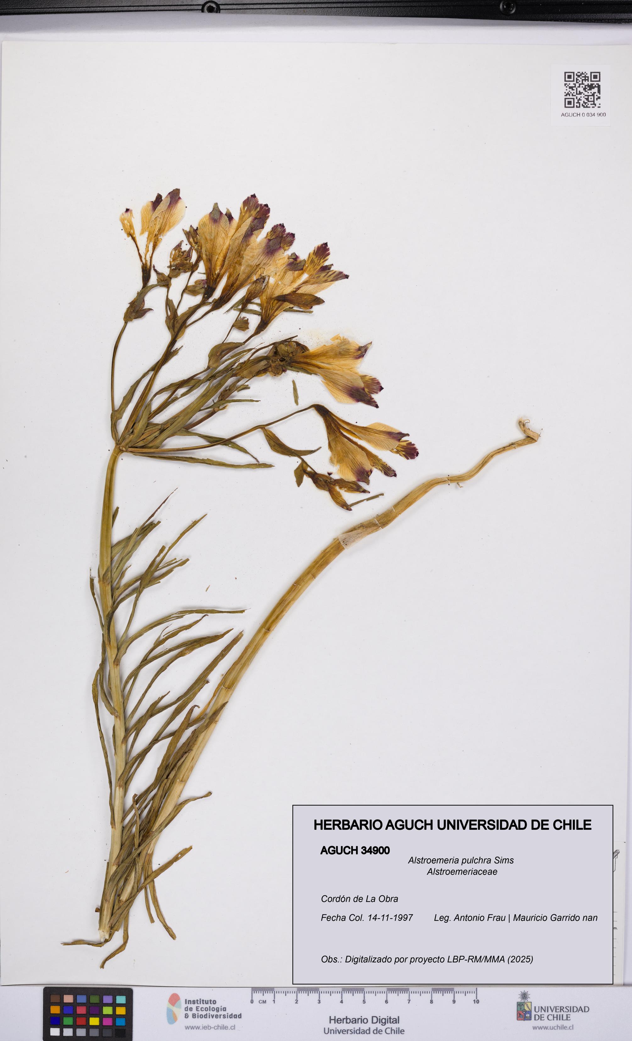 Alstroemeria pulchra [Espécimen: UCH:AGUCH:0034900]