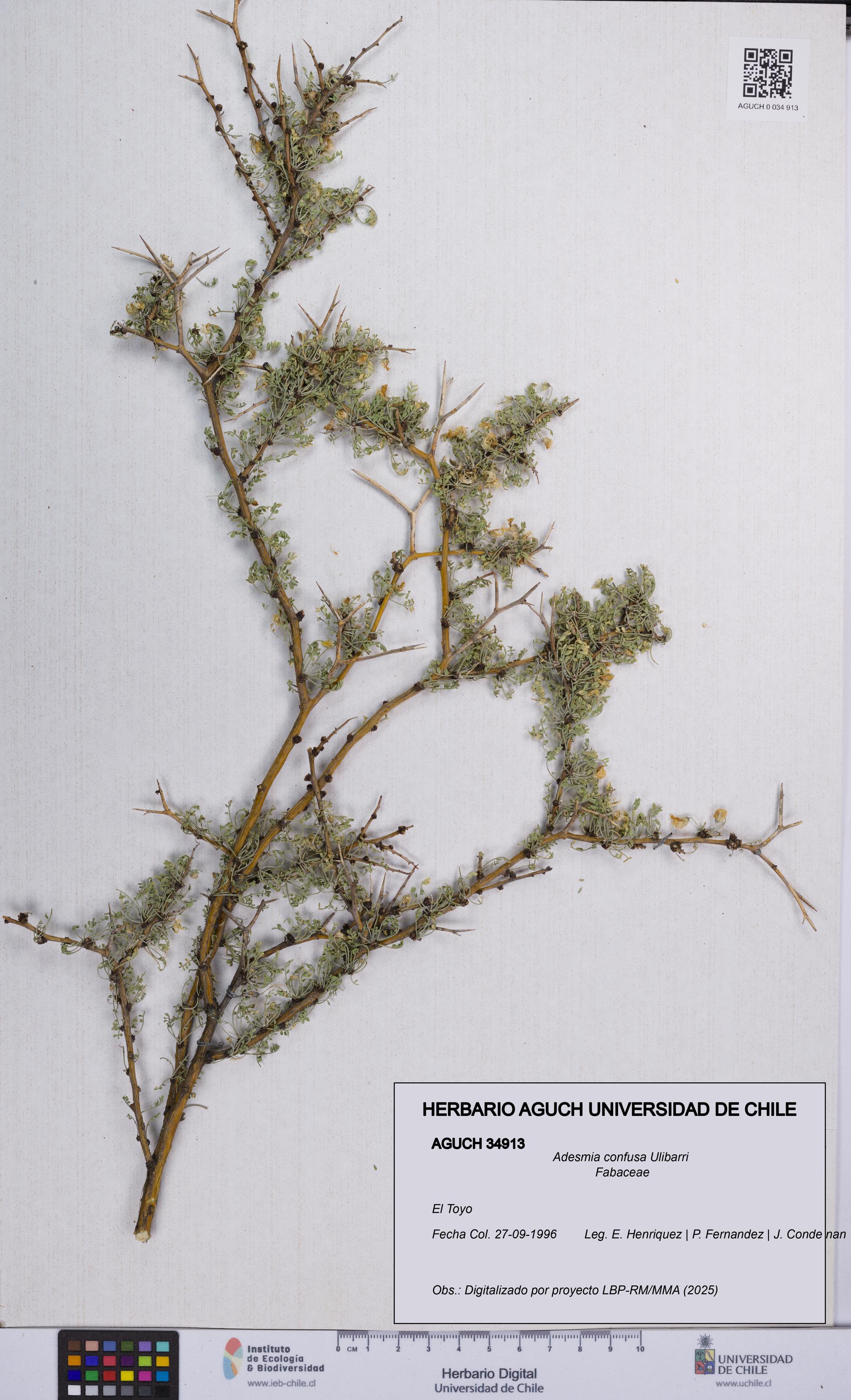 Adesmia confusa [Espécimen: UCH:AGUCH:0034913]