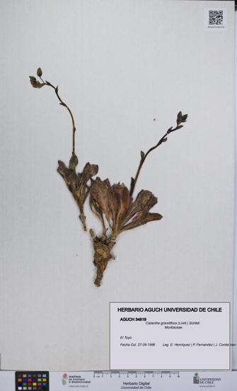 Cistanthe grandiflora [Espécimen: UCH:AGUCH:0034919]