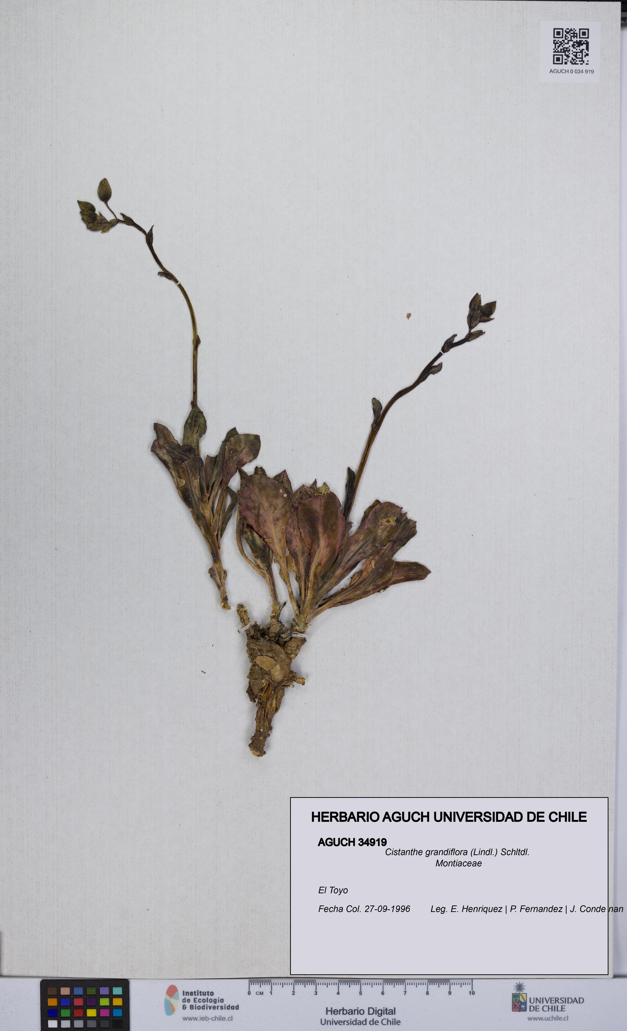 Cistanthe grandiflora [Espécimen: UCH:AGUCH:0034919]