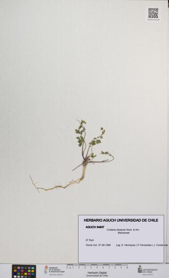 Cristaria dissecta [Espécimen: UCH:AGUCH:0034937]