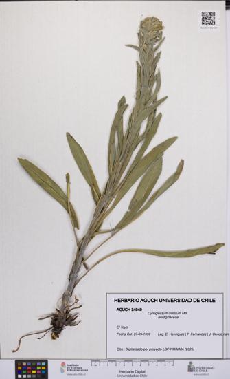 Cynoglossum creticum [Espécimen: UCH:AGUCH:0034949]