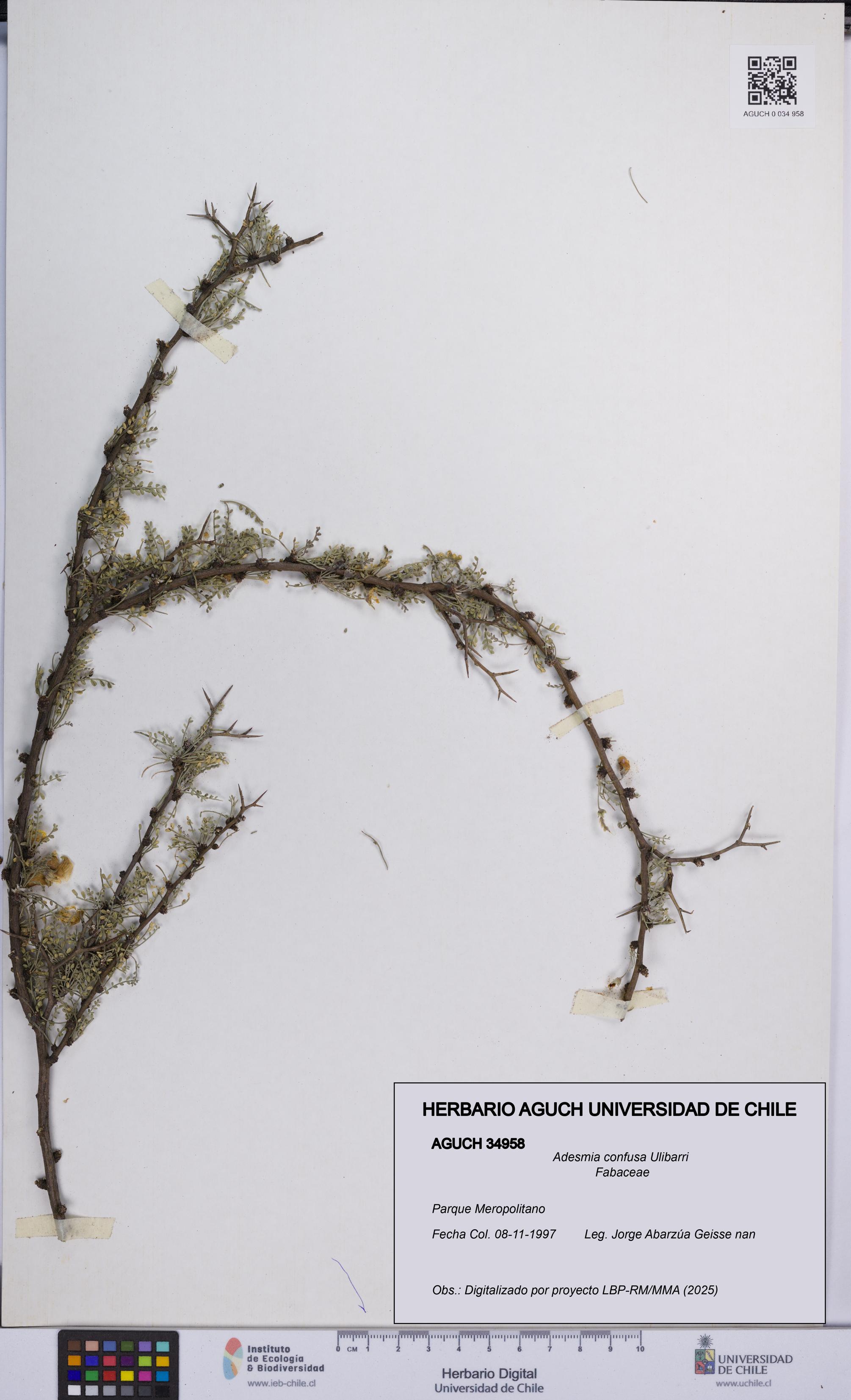 Adesmia confusa [Espécimen: UCH:AGUCH:0034958]