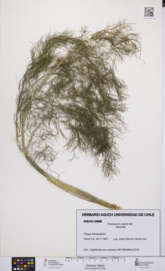 Foeniculum vulgare [Espécimen: UCH:AGUCH:0034968]