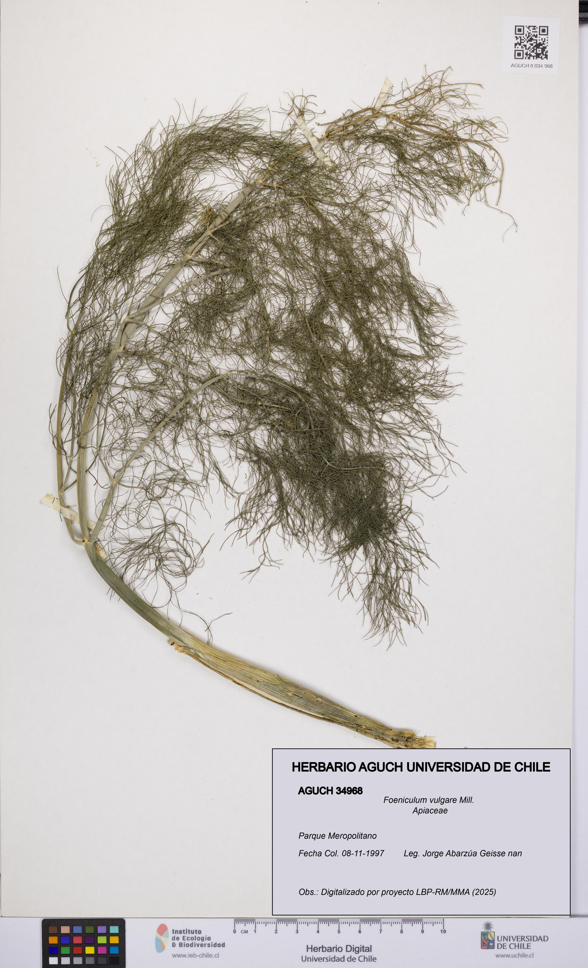 Foeniculum vulgare [Espécimen: UCH:AGUCH:0034968]