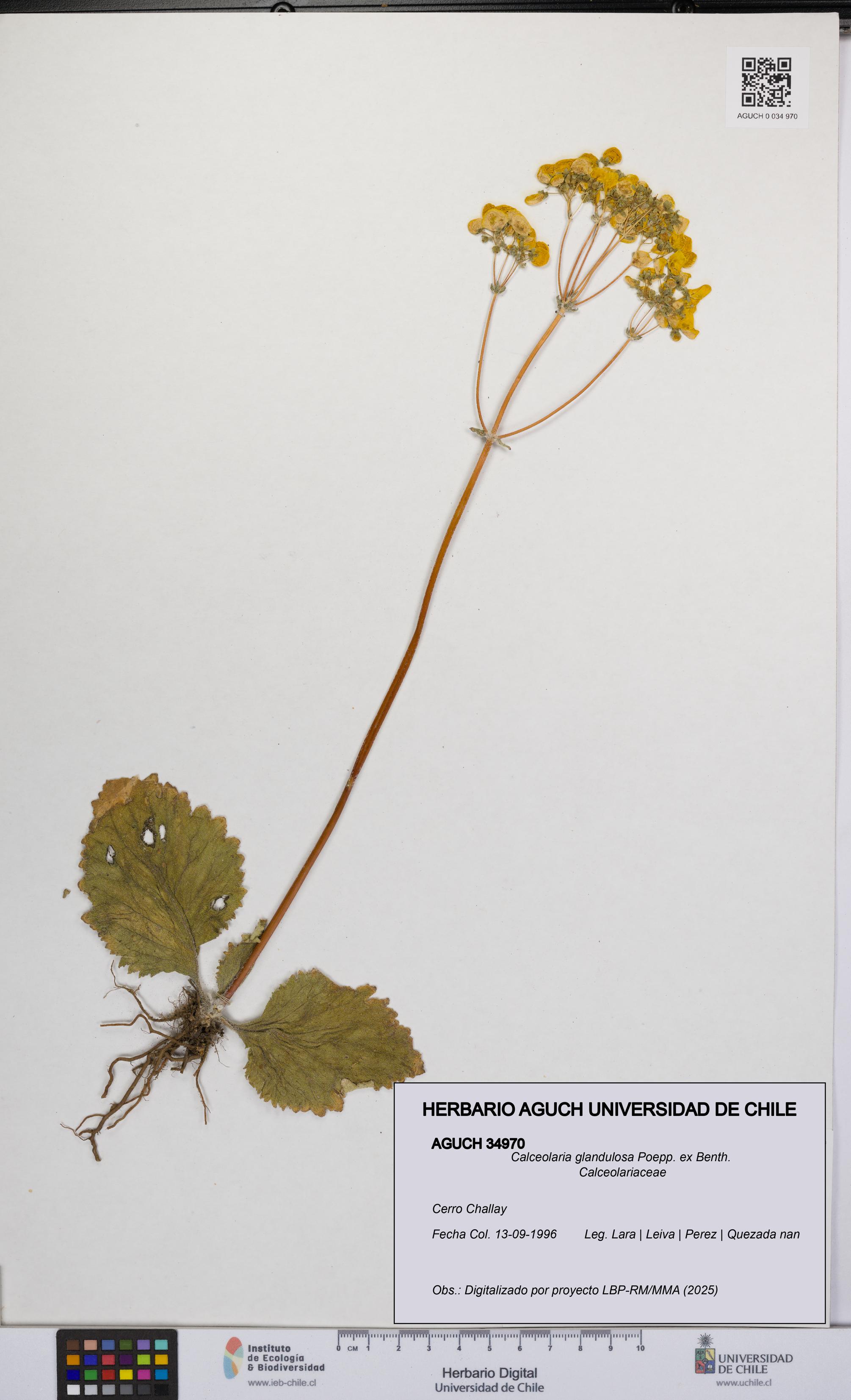 Calceolaria glandulosa [Espécimen: UCH:AGUCH:0034970]