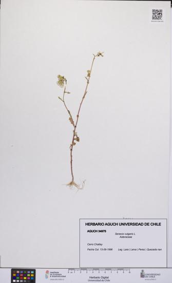 Senecio vulgaris [Espécimen: UCH:AGUCH:0034975]
