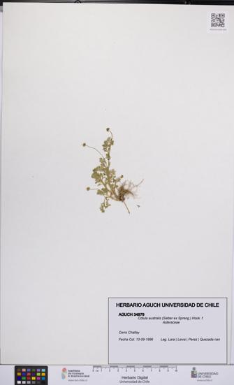 Cotula australis [Espécimen: UCH:AGUCH:0034979]