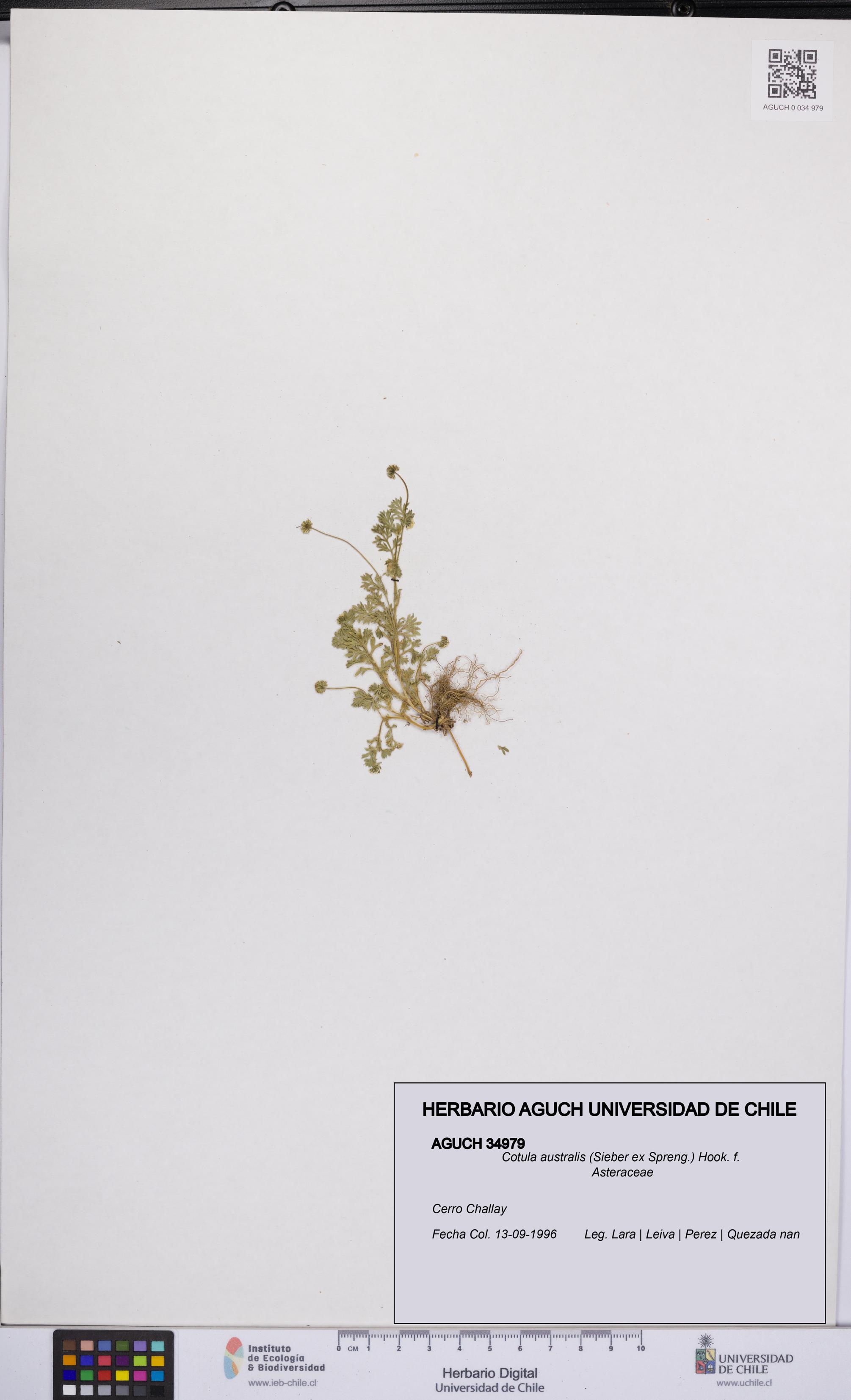 Cotula australis [Espécimen: UCH:AGUCH:0034979]