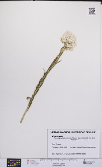 Pseudognaphalium cheiranthifolium [Espécimen: UCH:AGUCH:0034985]