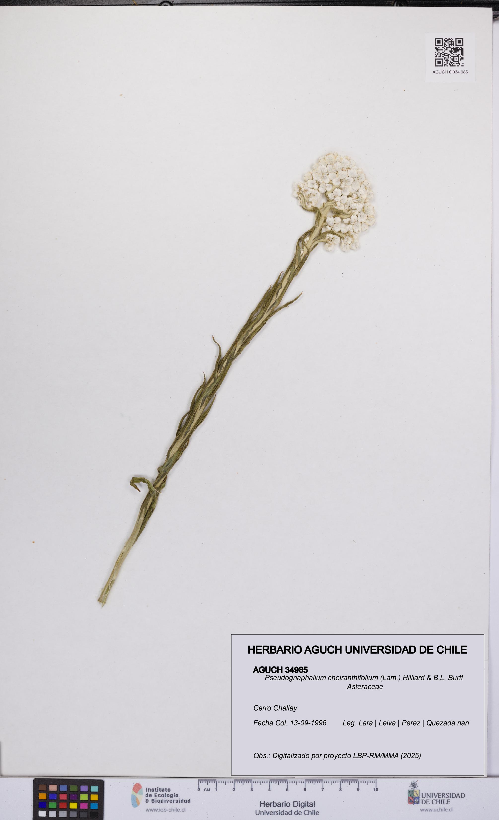 Pseudognaphalium cheiranthifolium [Espécimen: UCH:AGUCH:0034985]