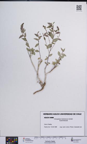 Chiropetalum berterianum [Espécimen: UCH:AGUCH:0034998]