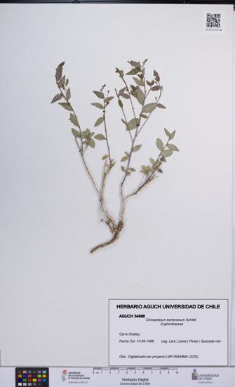 Chiropetalum berterianum [Espécimen: UCH:AGUCH:0034998]
