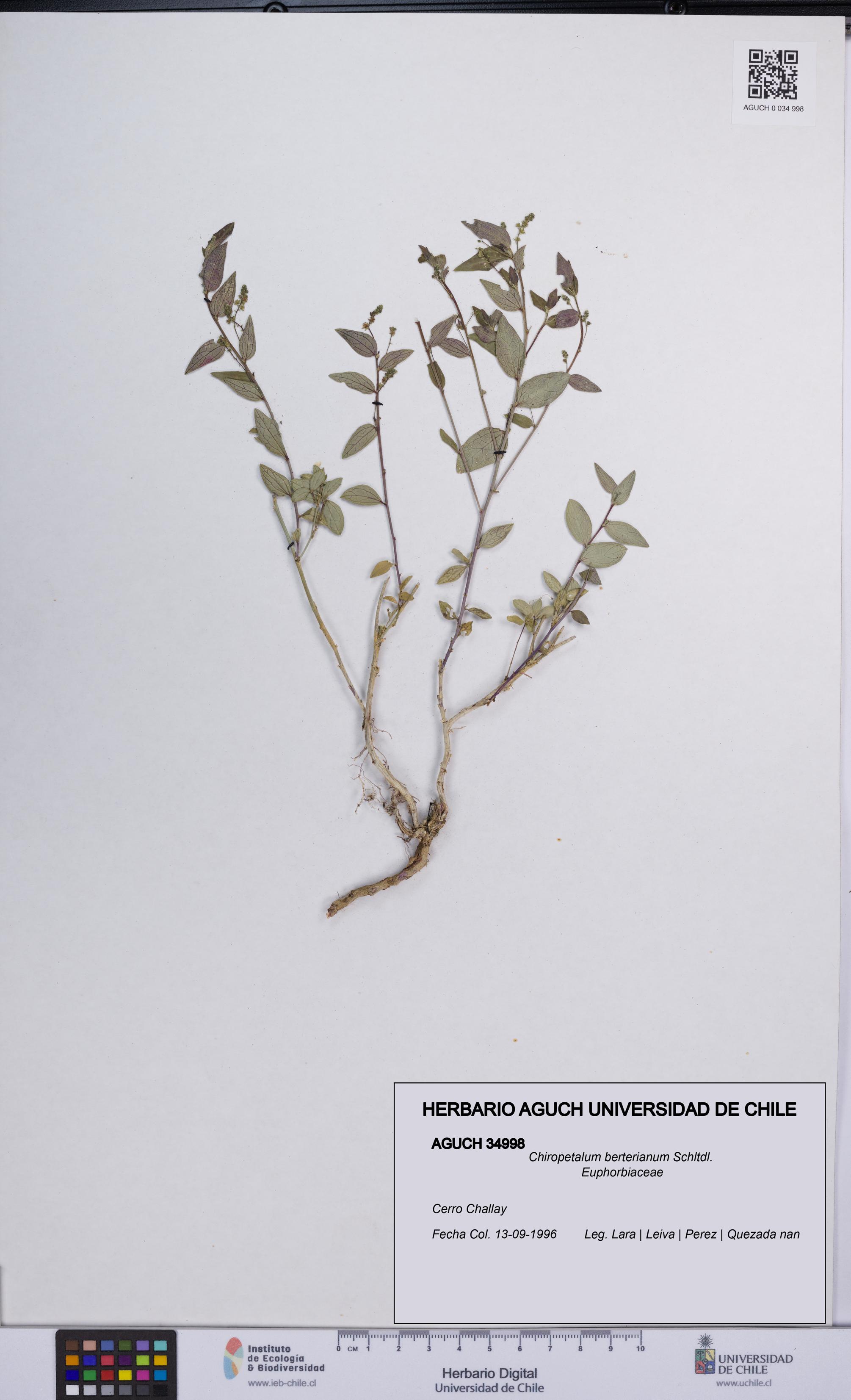 Chiropetalum berterianum [Espécimen: UCH:AGUCH:0034998]