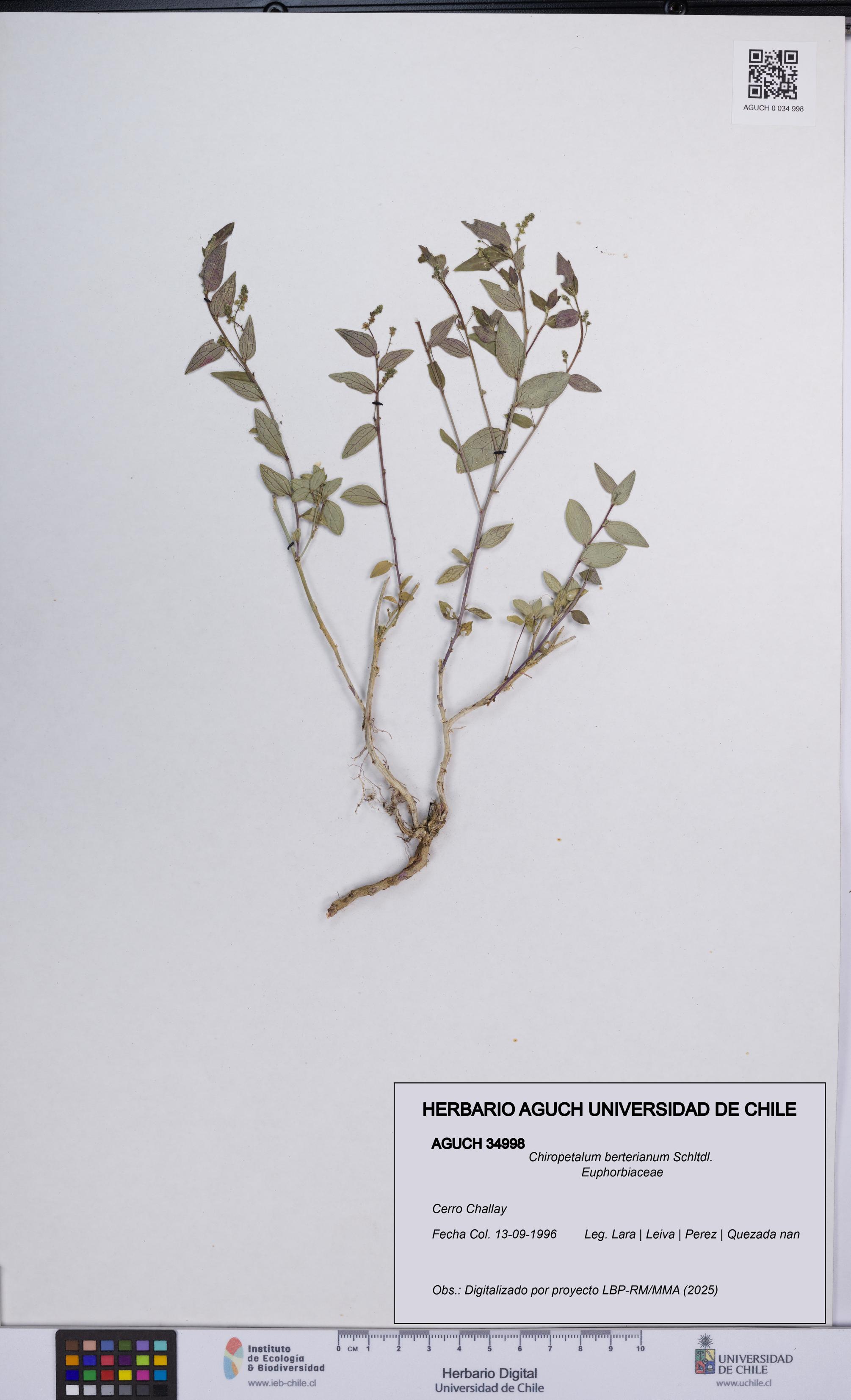 Chiropetalum berterianum [Espécimen: UCH:AGUCH:0034998]