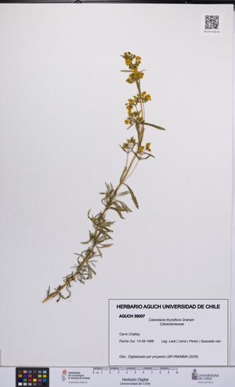 Calceolaria thyrsiflora [Espécimen: UCH:AGUCH:0035007]