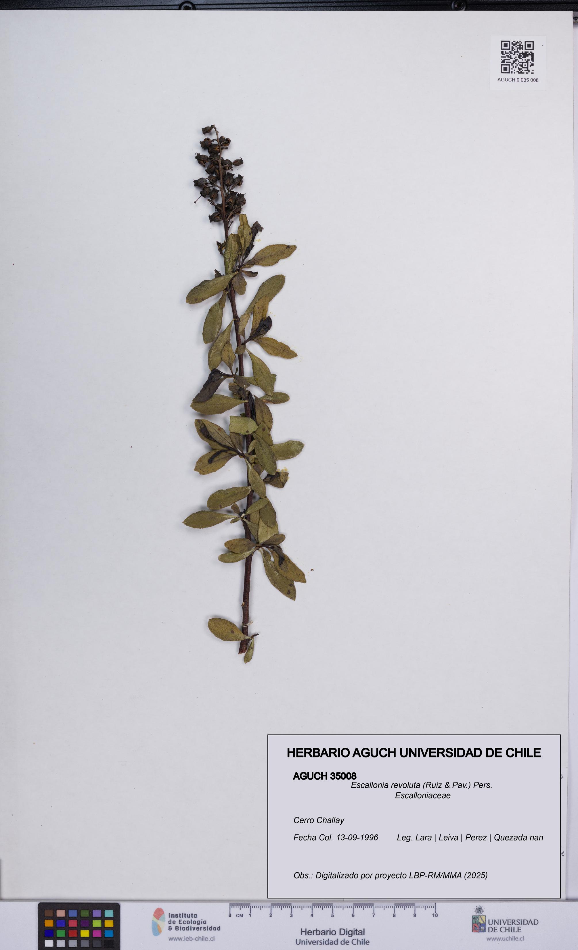 Escallonia revoluta [Espécimen: UCH:AGUCH:0035008]