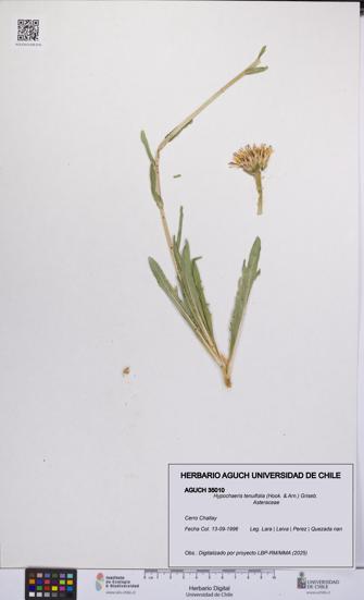 Hypochaeris tenuifolia [Espécimen: UCH:AGUCH:0035010]