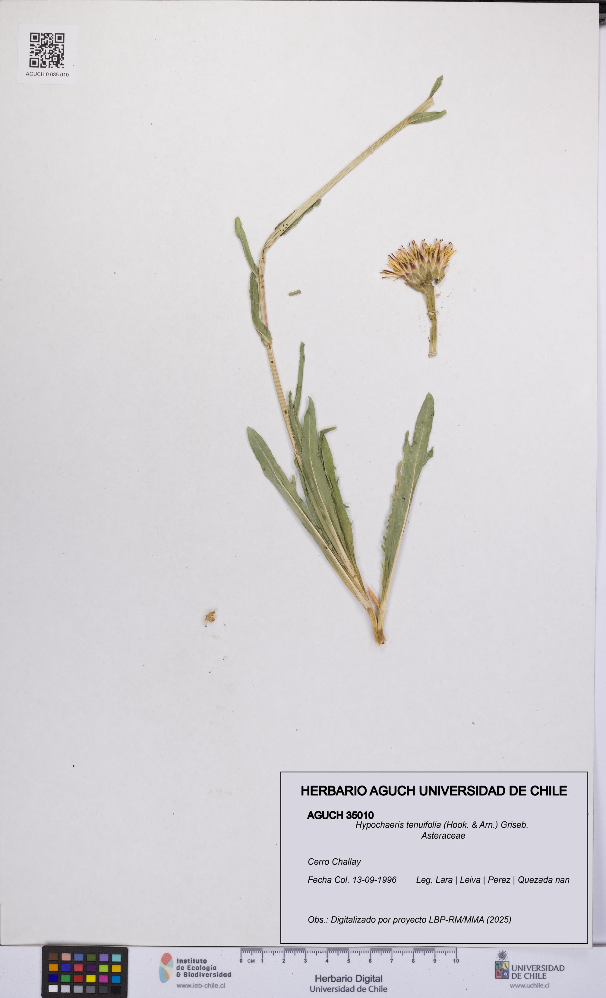 Hypochaeris tenuifolia [Espécimen: UCH:AGUCH:0035010]