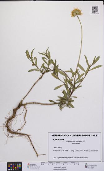 Haplopappus pulchellus [Espécimen: UCH:AGUCH:0035015]