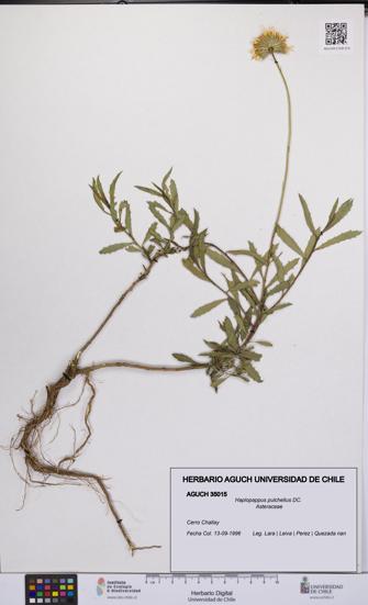 Haplopappus pulchellus [Espécimen: UCH:AGUCH:0035015]
