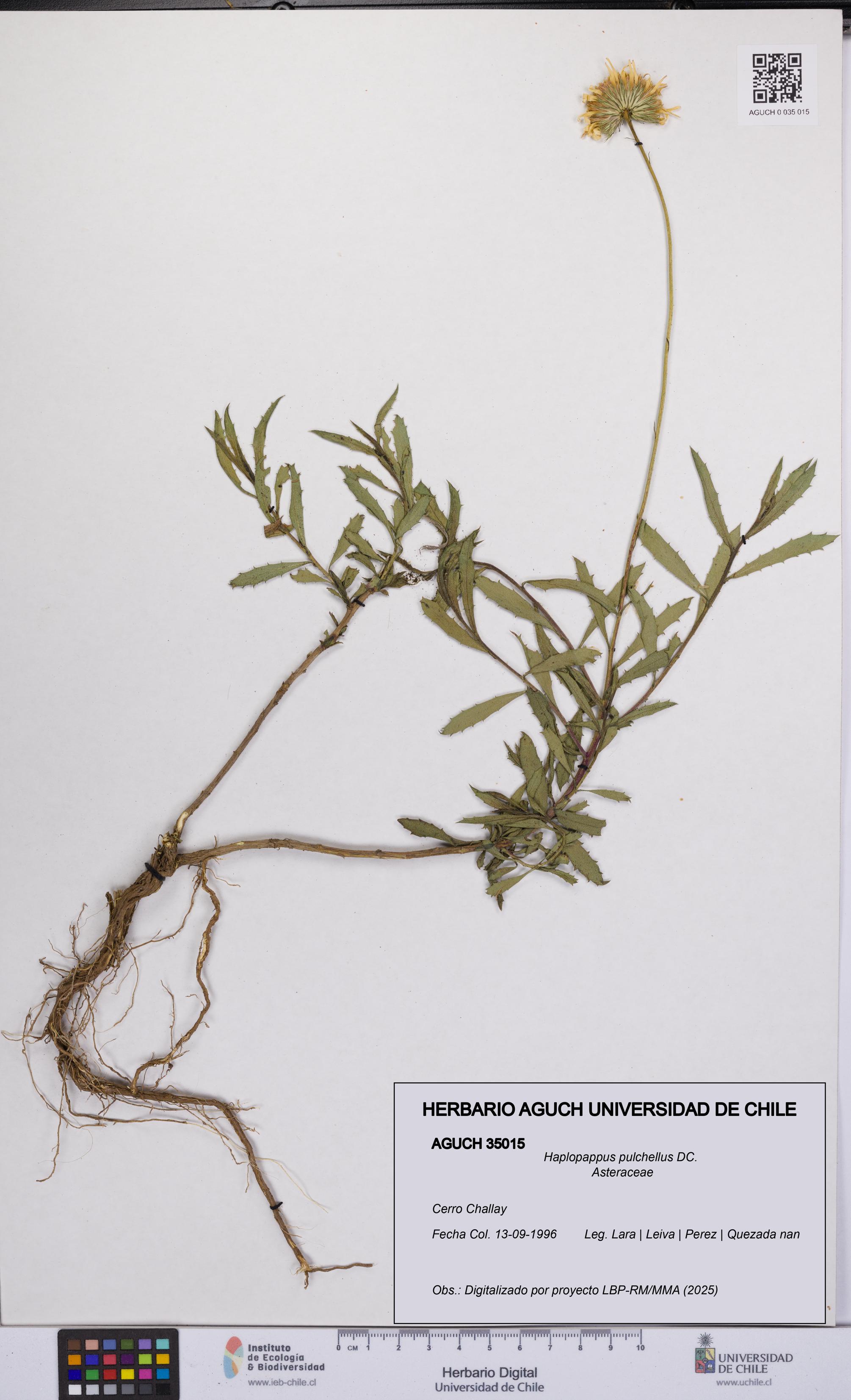 Haplopappus pulchellus [Espécimen: UCH:AGUCH:0035015]