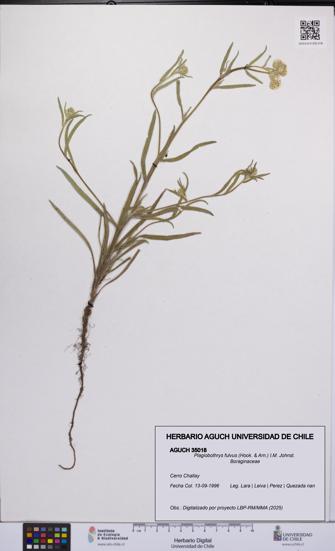 Plagiobothrys fulvus [Espécimen: UCH:AGUCH:0035018]