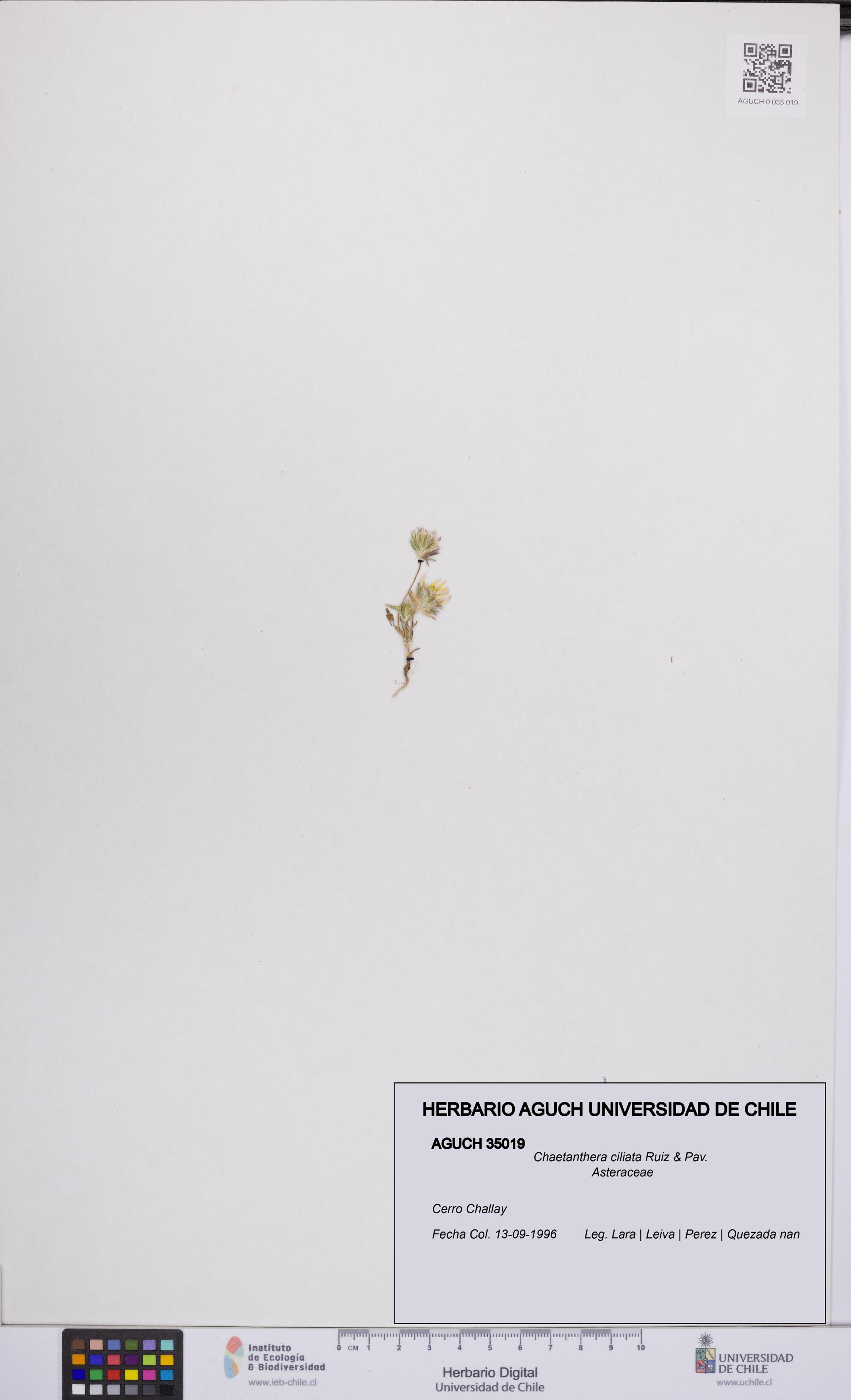 Chaetanthera ciliata [Espécimen: UCH:AGUCH:0035019]