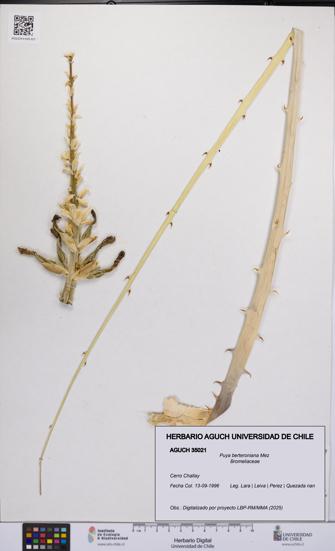 Puya berteroniana [Espécimen: UCH:AGUCH:0035021]