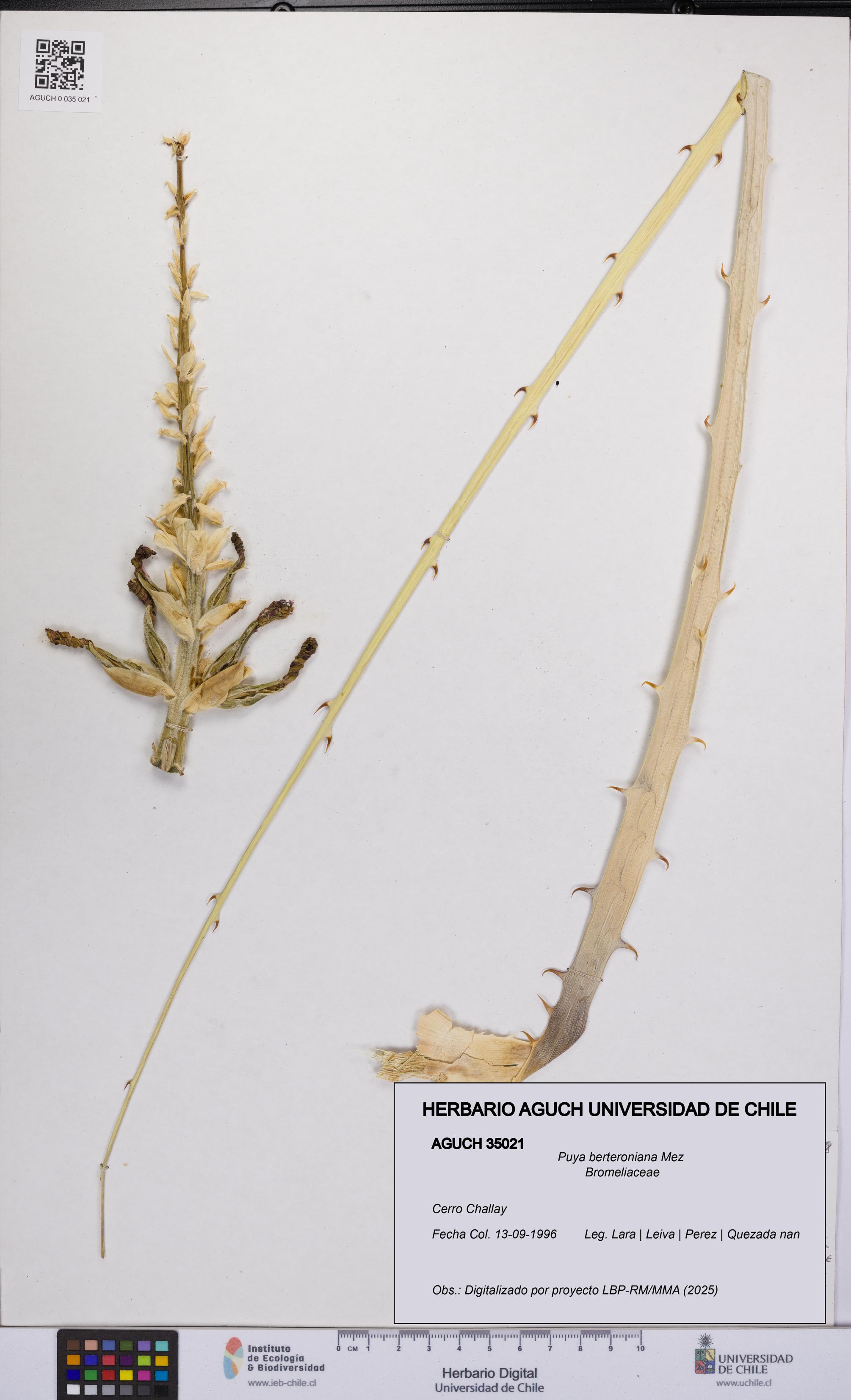 Puya berteroniana [Espécimen: UCH:AGUCH:0035021]