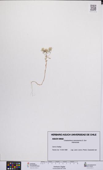 Chaetanthera ramosissima [Espécimen: UCH:AGUCH:0035022]