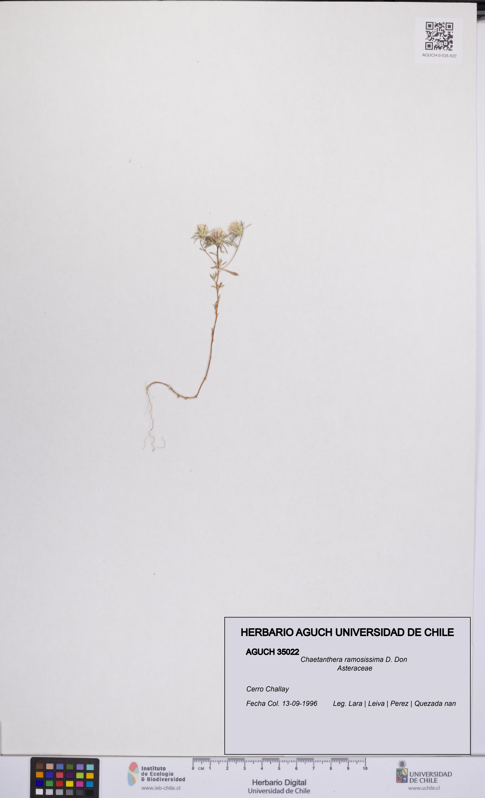 Chaetanthera ramosissima [Espécimen: UCH:AGUCH:0035022]