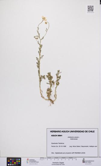 Anthemis cotula [Espécimen: UCH:AGUCH:0035041]